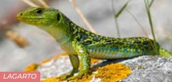 Lagarto