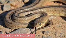 Culebra escalera